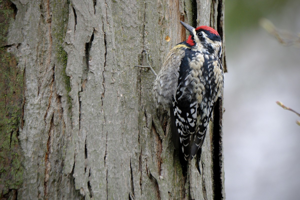 Yellow-bellied Sapsucker - ML634049643