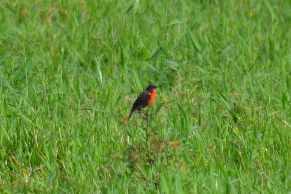 Red-breasted Meadowlark - ML634049655