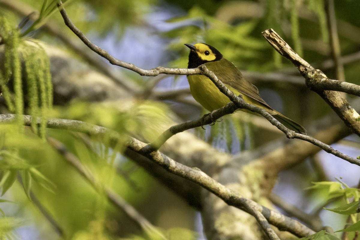 Hooded Warbler - ML634049676