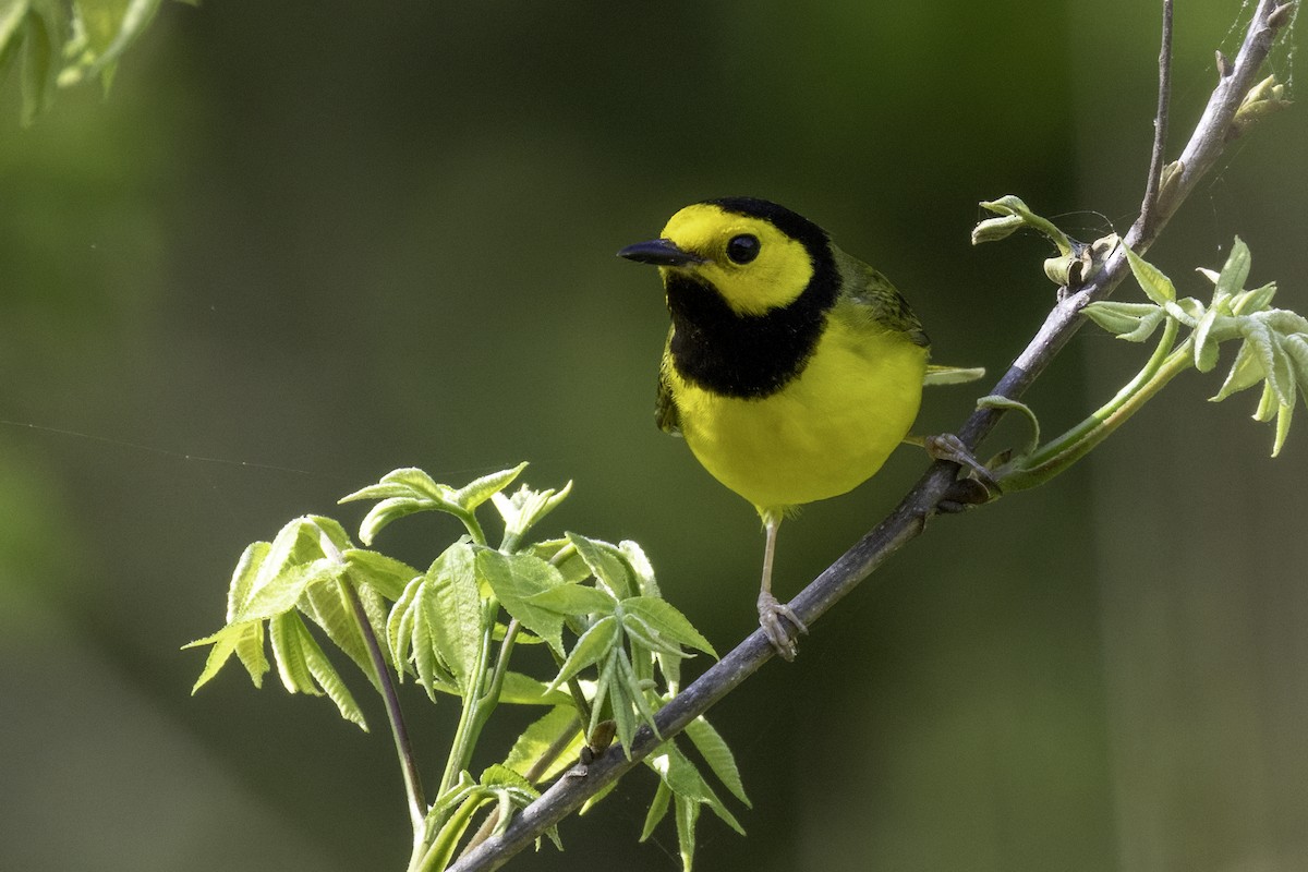 Hooded Warbler - ML634049688