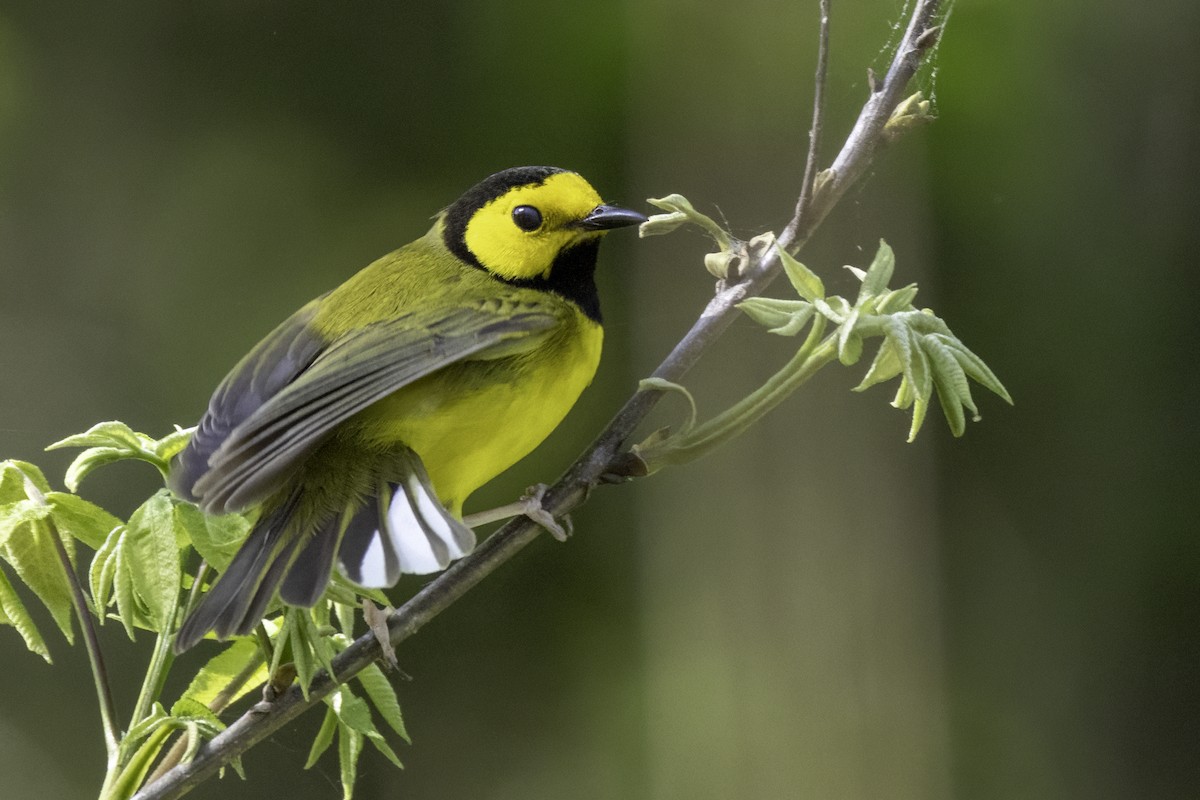Hooded Warbler - ML634049692
