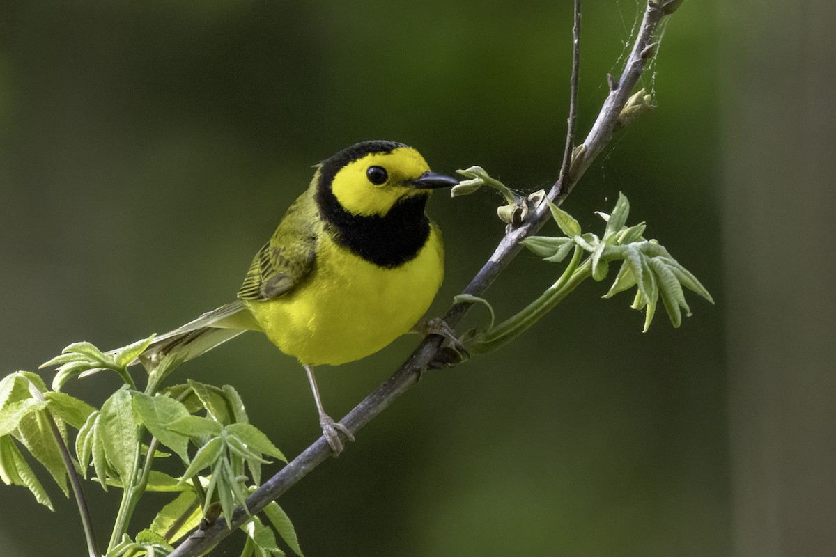 Hooded Warbler - ML634049693