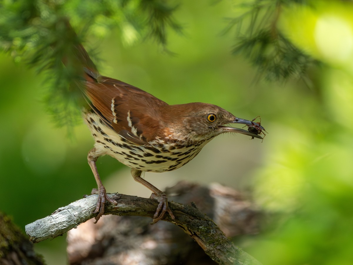 Brown Thrasher - ML634049743