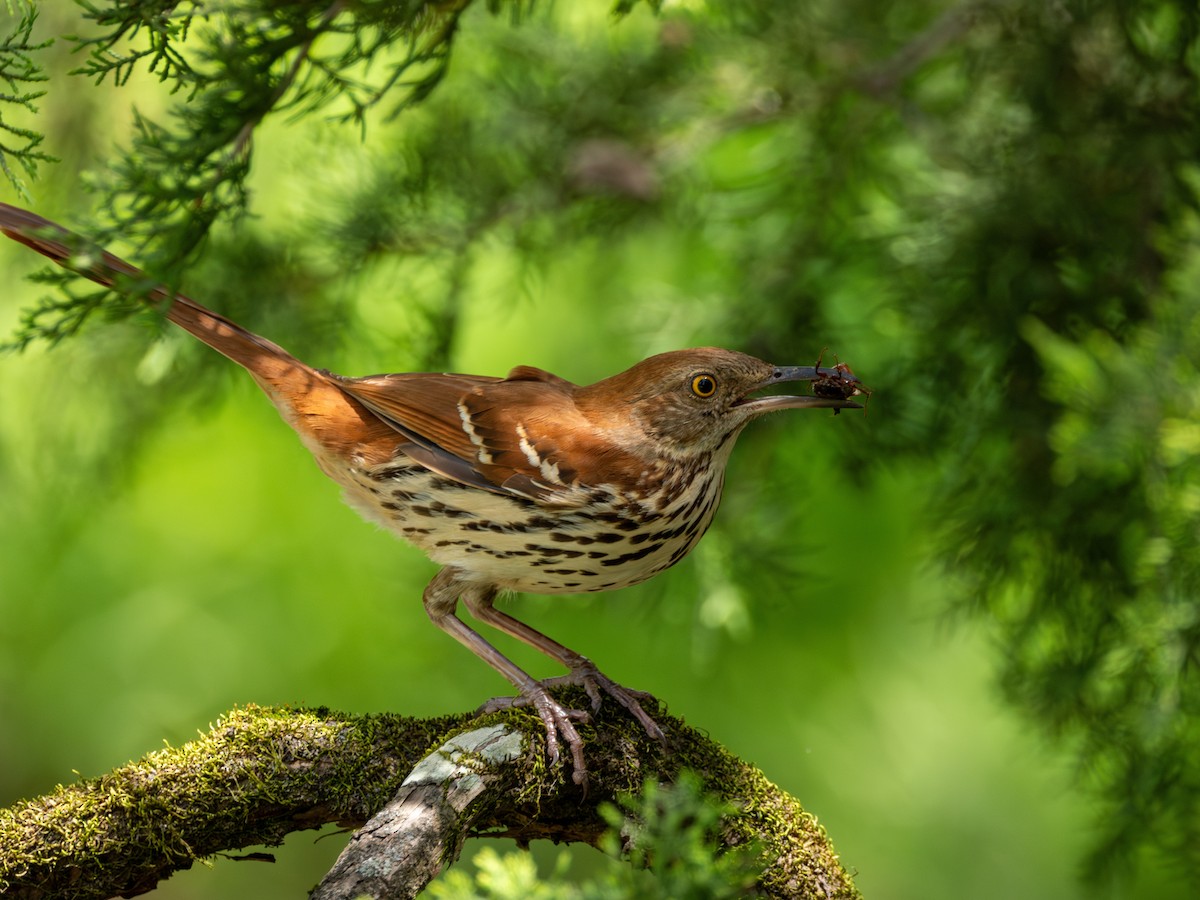 Brown Thrasher - ML634049744