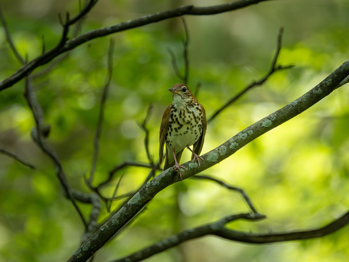 Wood Thrush - ML634049793