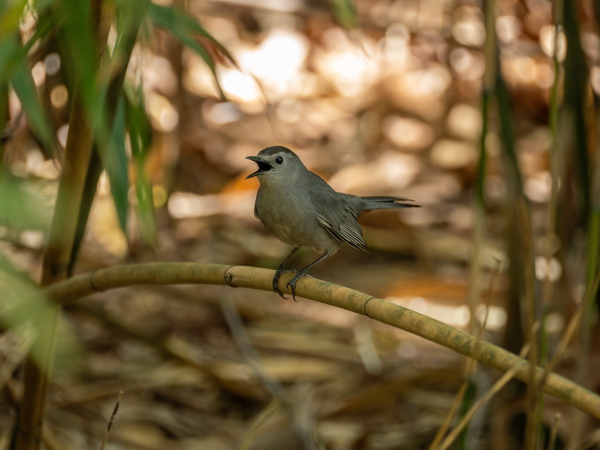 Gray Catbird - ML634049803