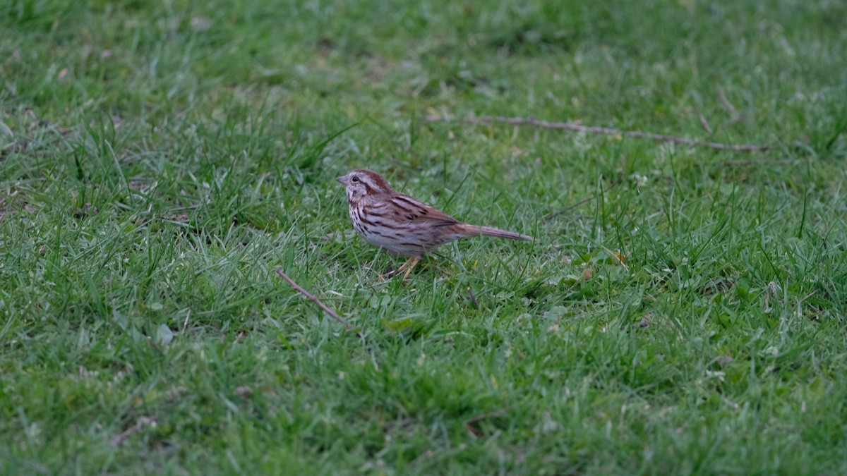 Song Sparrow - ML634049888
