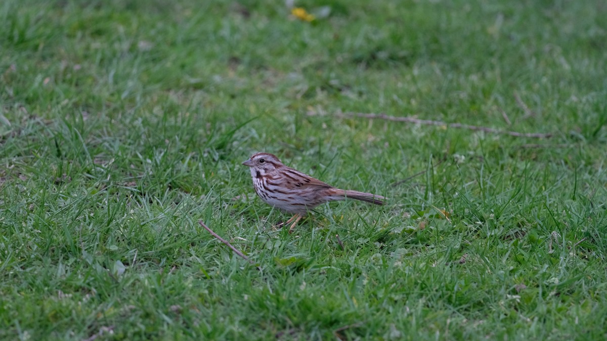 Song Sparrow - ML634049893