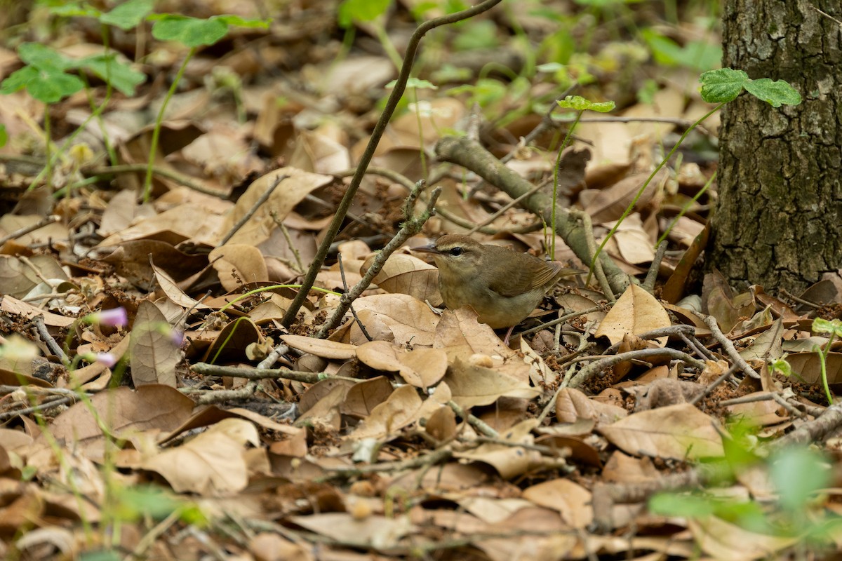 Swainson's Warbler - ML634049894
