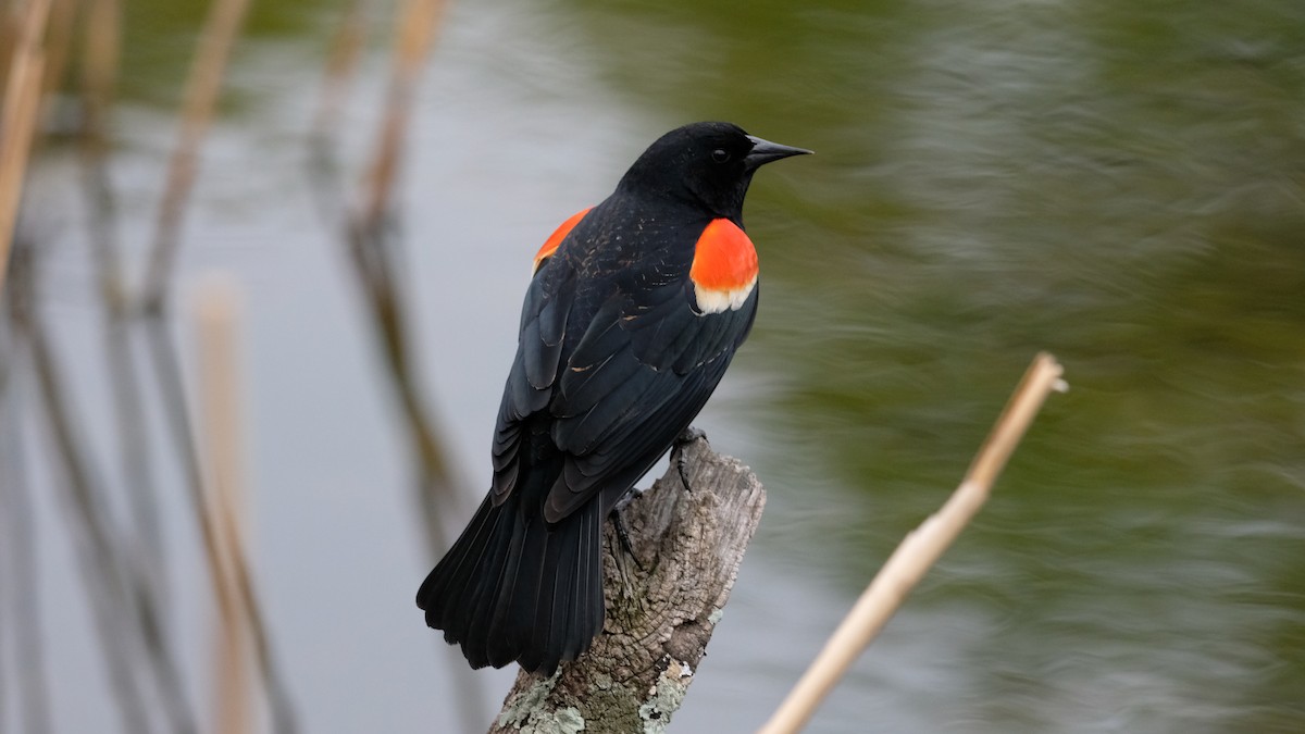 Red-winged Blackbird - ML634049900