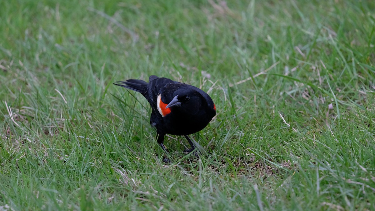 Red-winged Blackbird - ML634049915