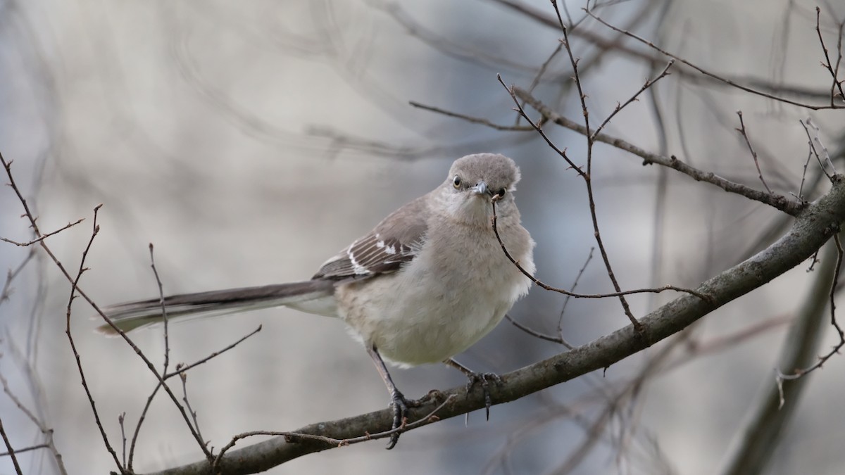 Northern Mockingbird - ML634049981
