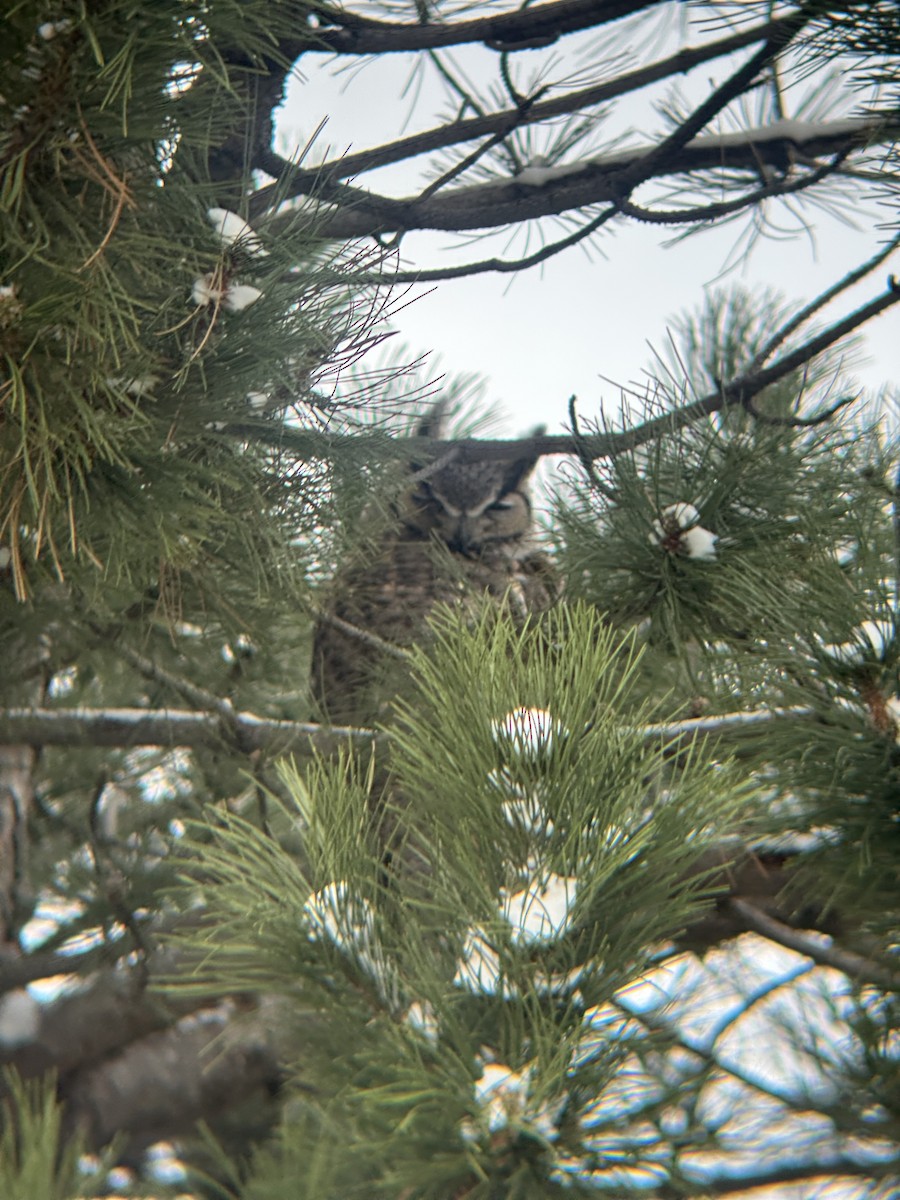 Great Horned Owl - ML634050051