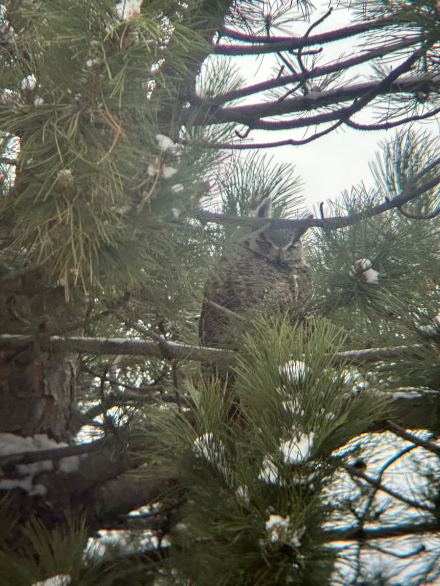 Great Horned Owl - ML634050052
