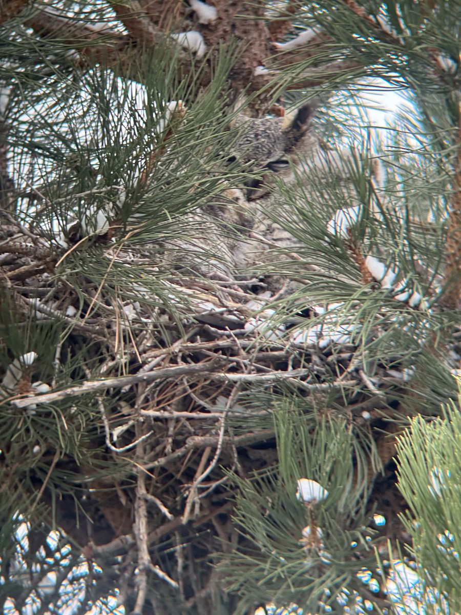 Great Horned Owl - ML634050053