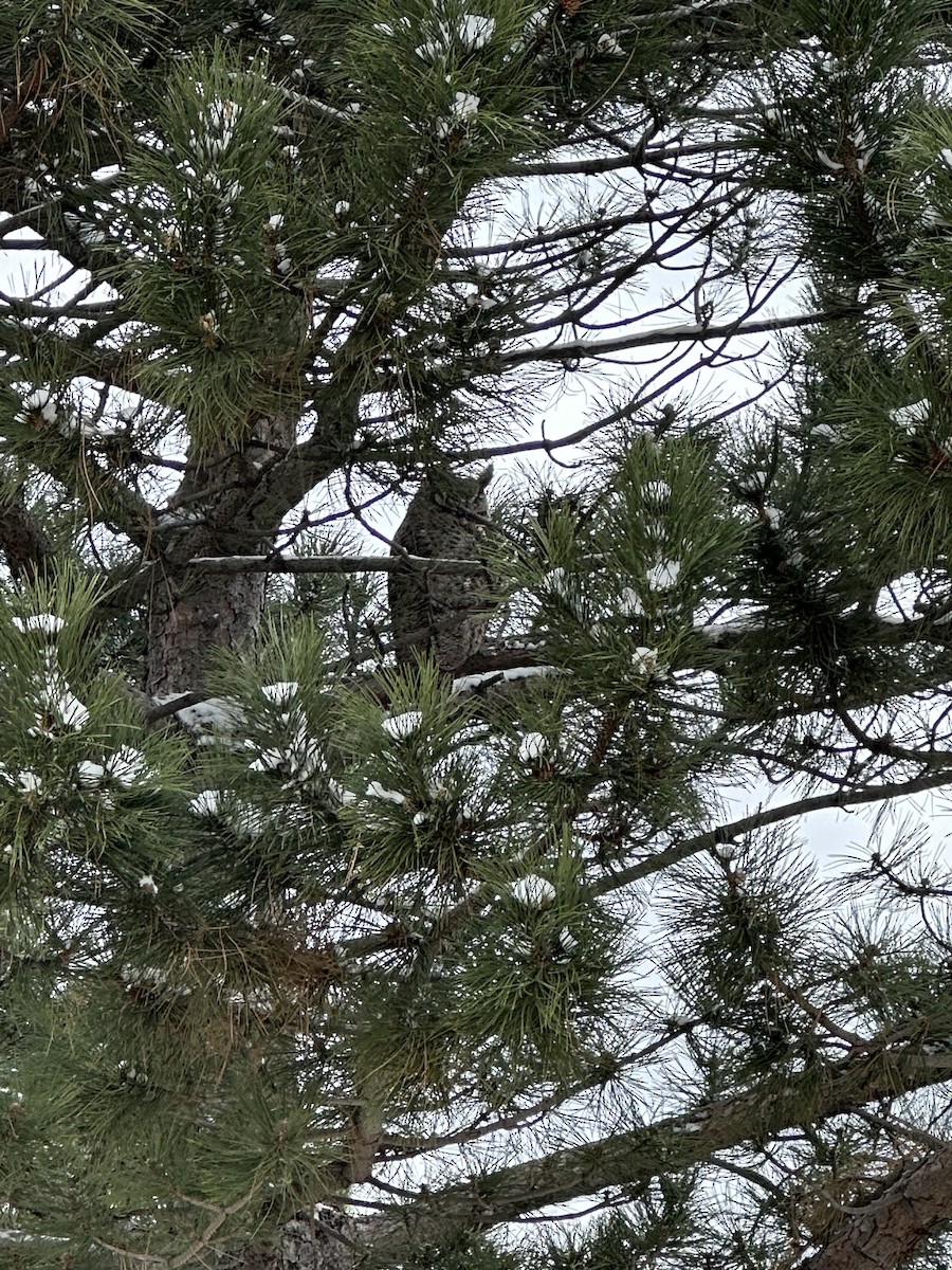 Great Horned Owl - ML634050054