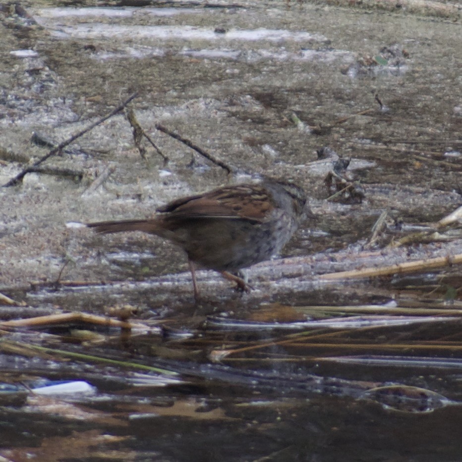 Swamp Sparrow - ML634050203