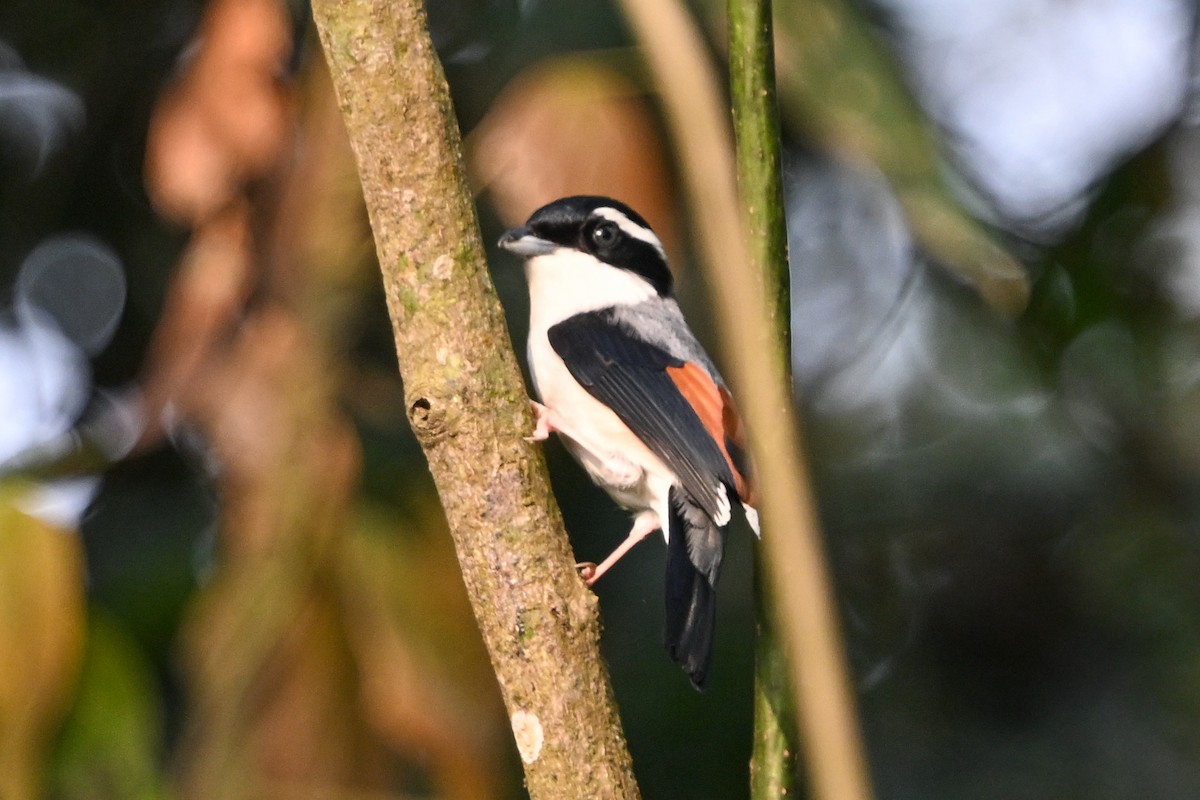 White-browed Shrike-Babbler - ML634050267