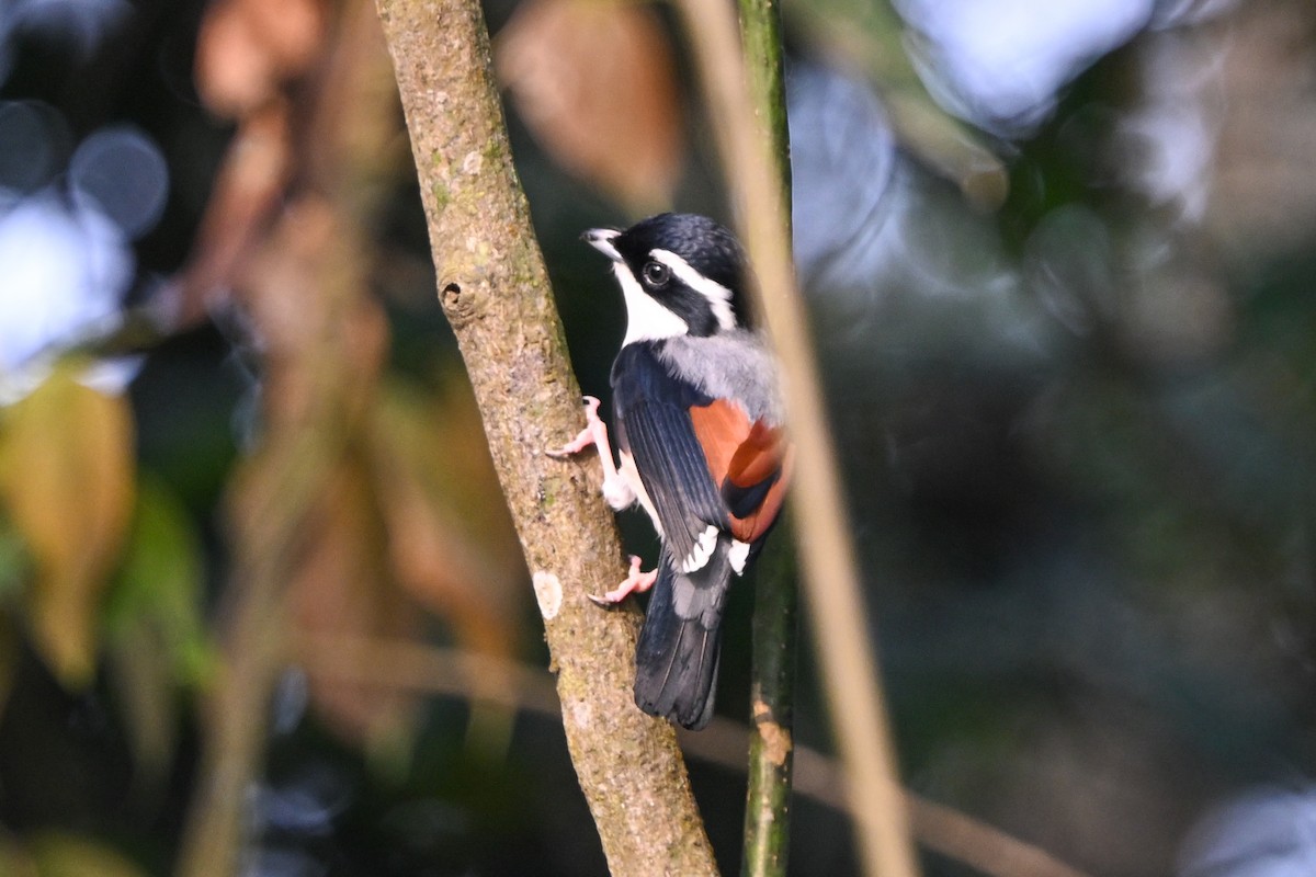 White-browed Shrike-Babbler - ML634050269