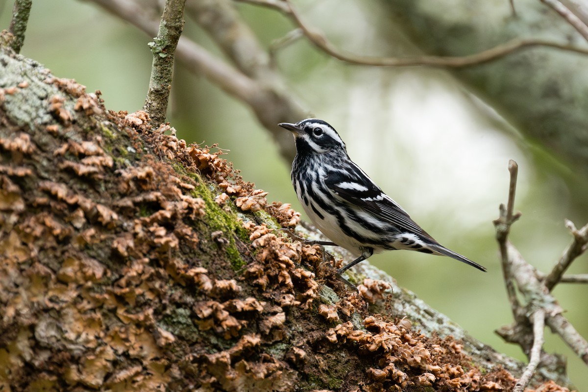 Black-and-white Warbler - ML634050288