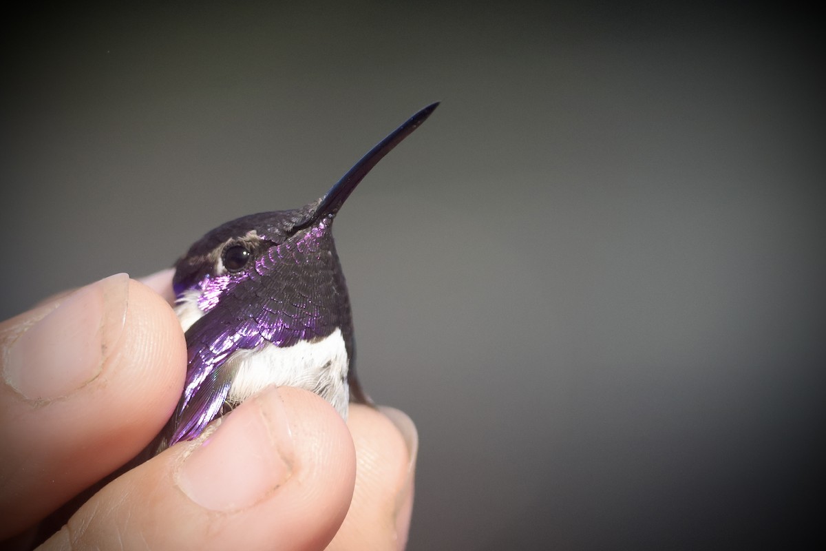 Costa's Hummingbird - ML634050568