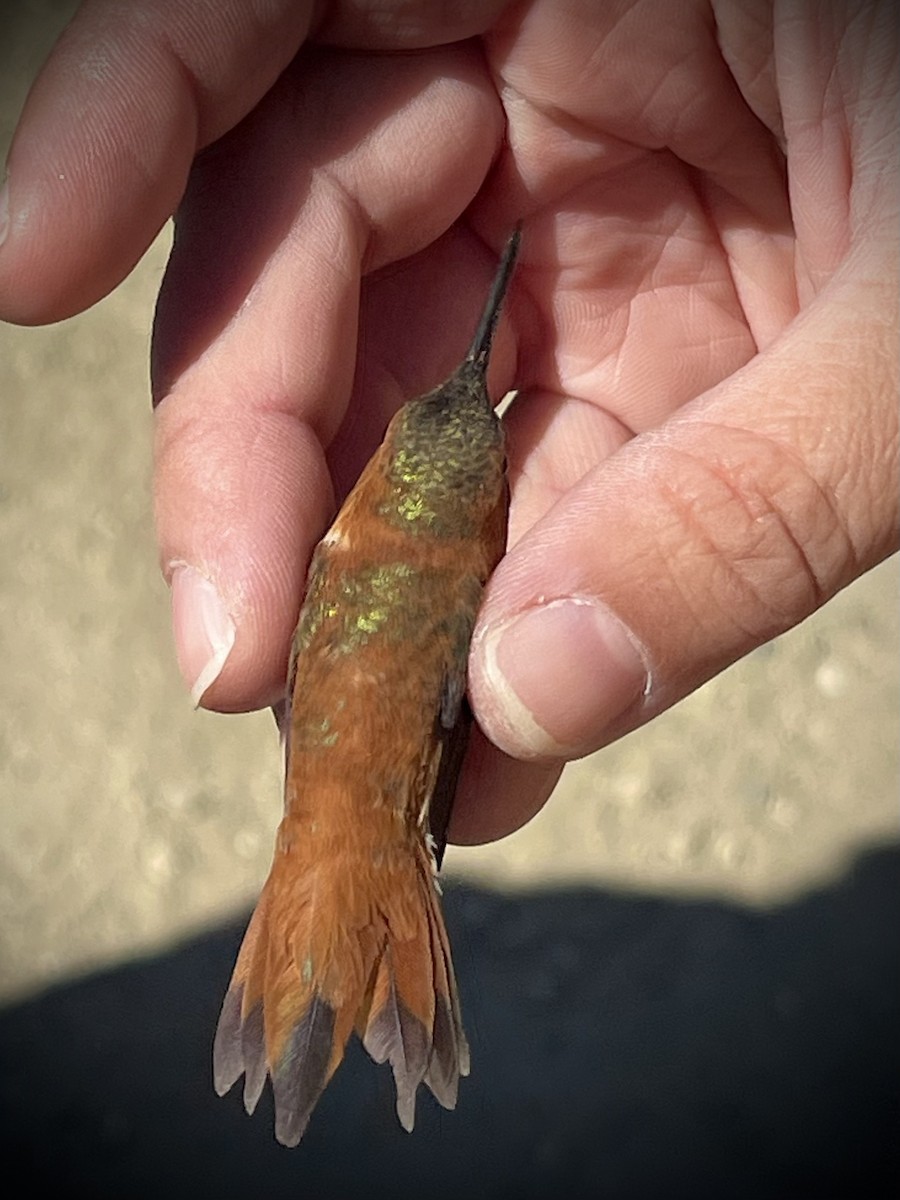 Rufous Hummingbird - ML634050588