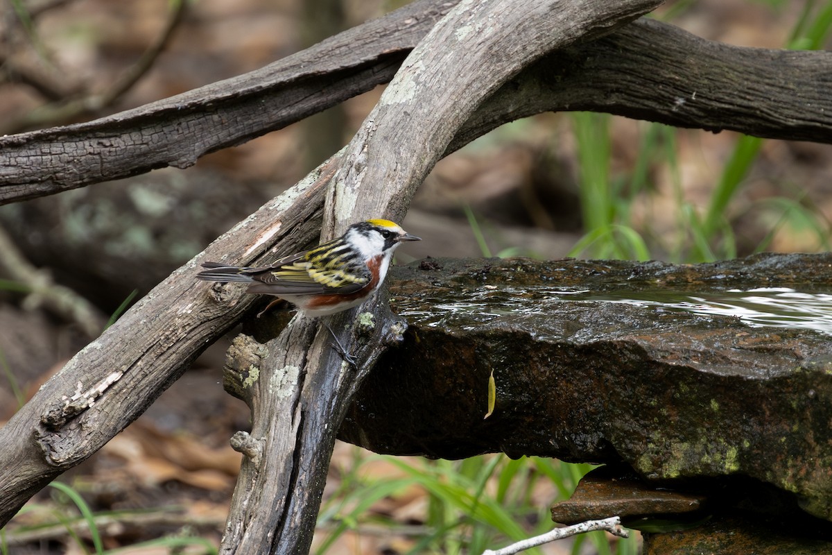 Chestnut-sided Warbler - ML634050596