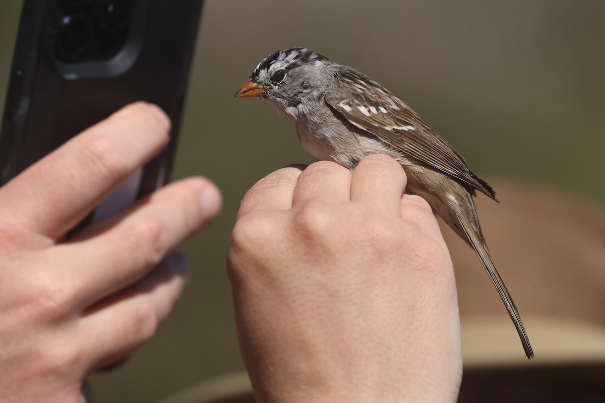 White-crowned Sparrow - ML634050657