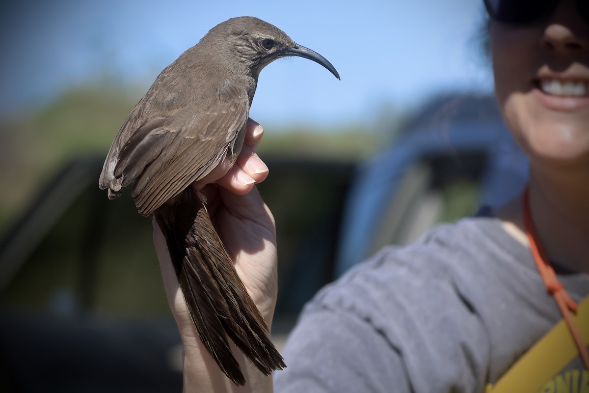 California Thrasher - ML634050687