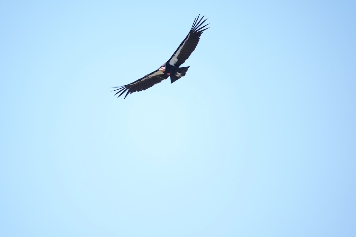 カリフォルニアコンドル - ML634050699