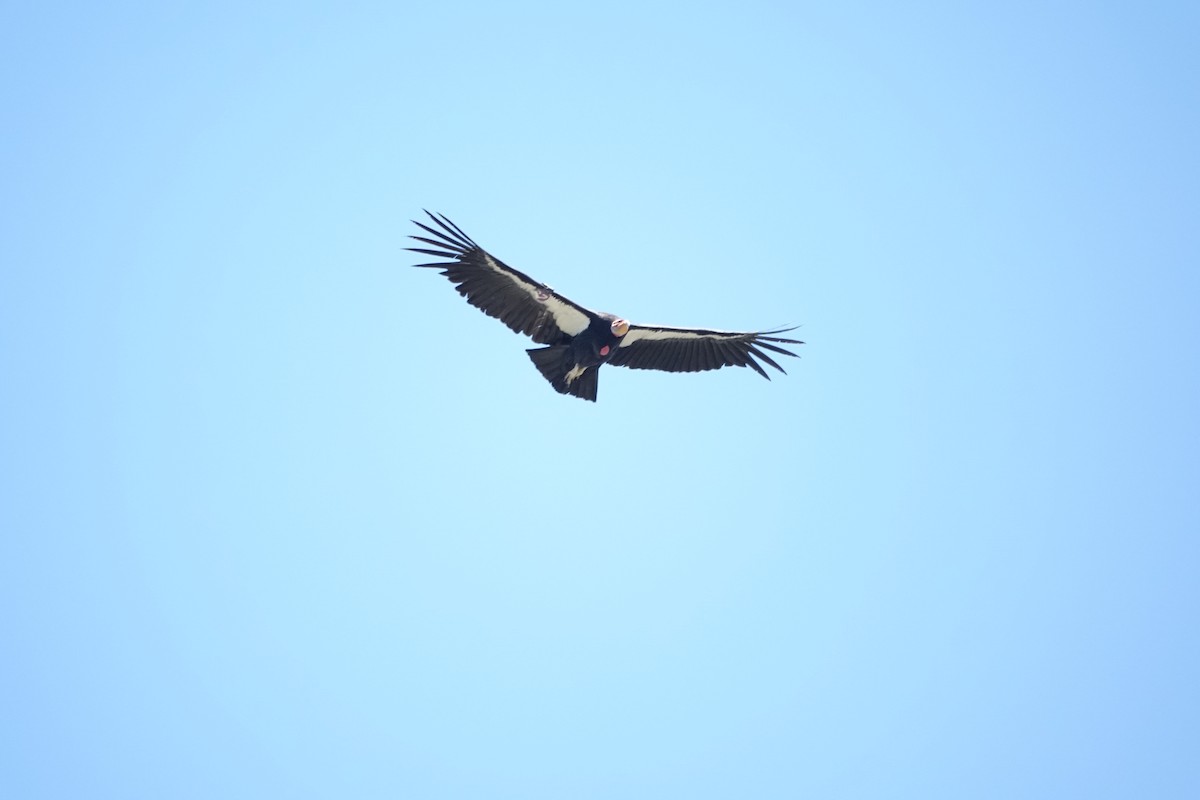 カリフォルニアコンドル - ML634050700