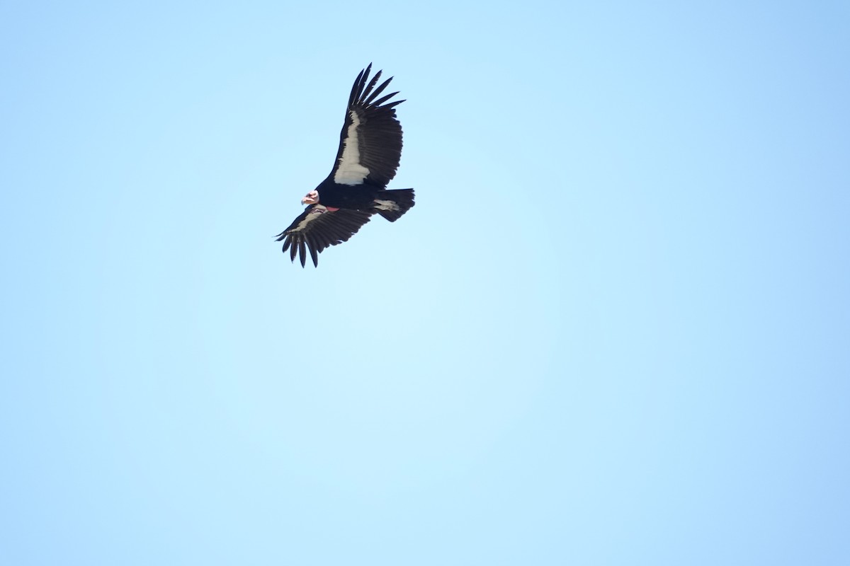 カリフォルニアコンドル - ML634050701