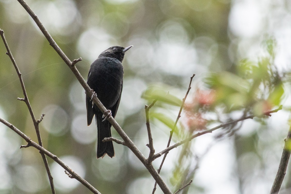 Black Flowerpiercer - ML634051096