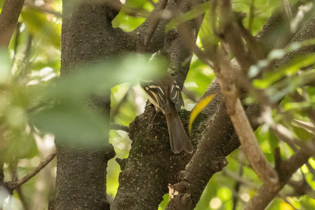 White-throated Tyrannulet - ML634051104