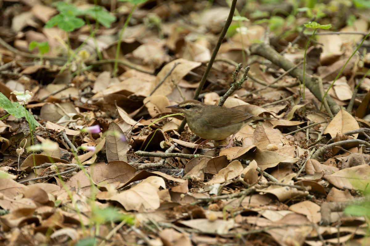 Swainson's Warbler - ML634051137
