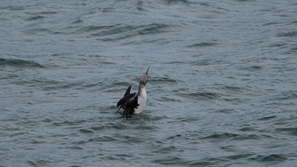 Common Loon - ML634051191