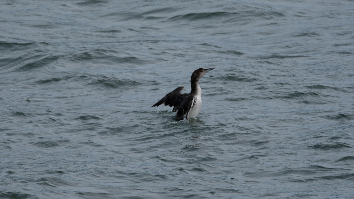 Common Loon - ML634051206