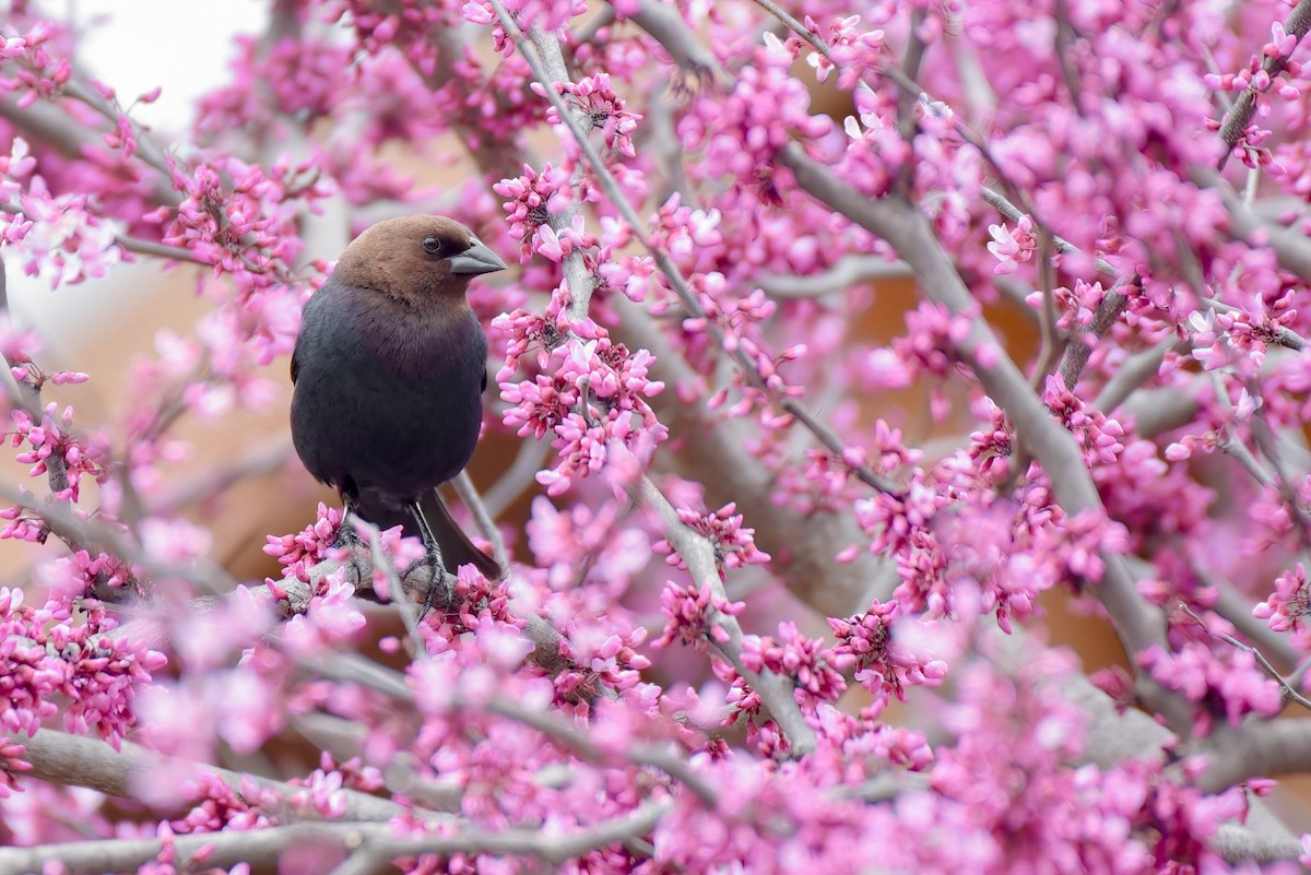 Brown-headed Cowbird - ML634051260