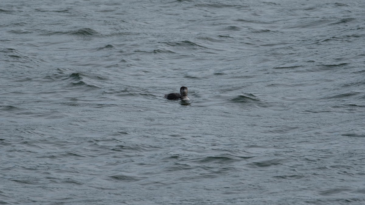Common Loon - ML634051285