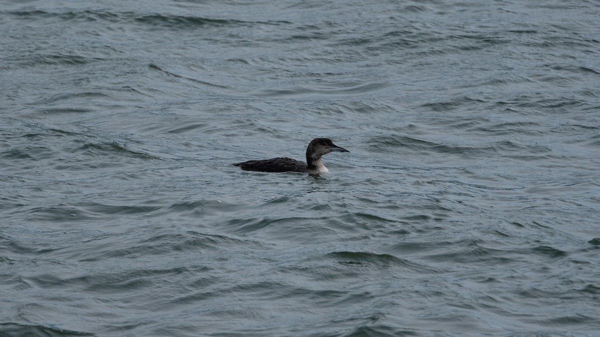 Common Loon - ML634051294