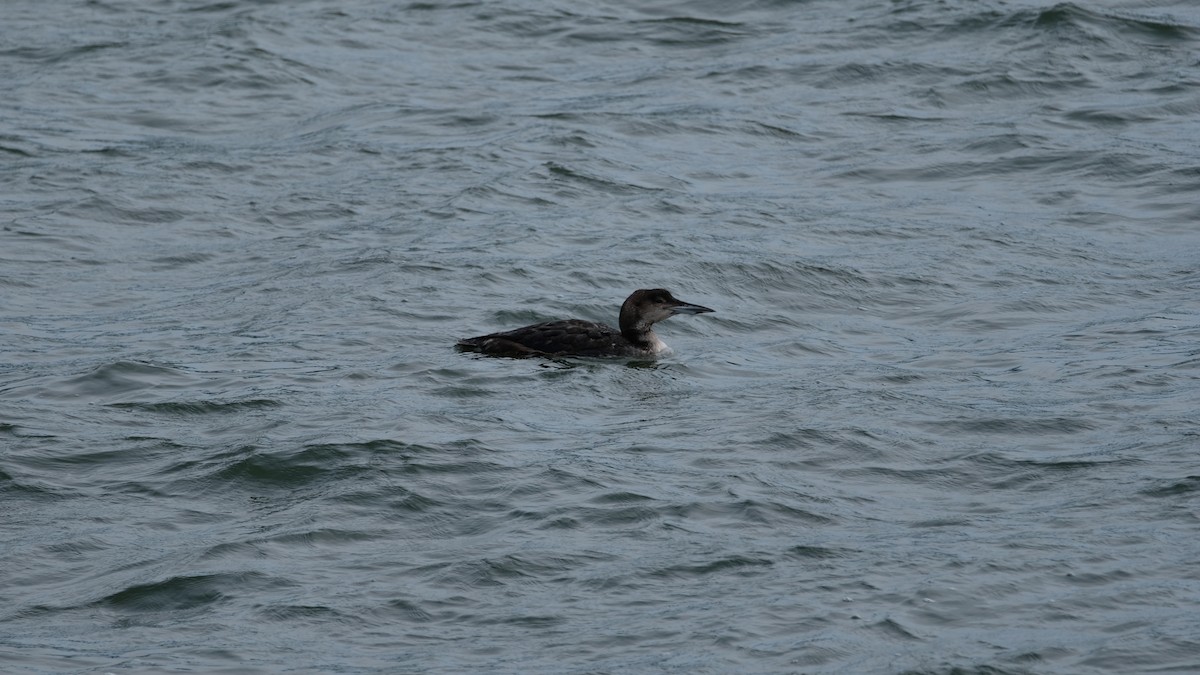 Common Loon - ML634051301