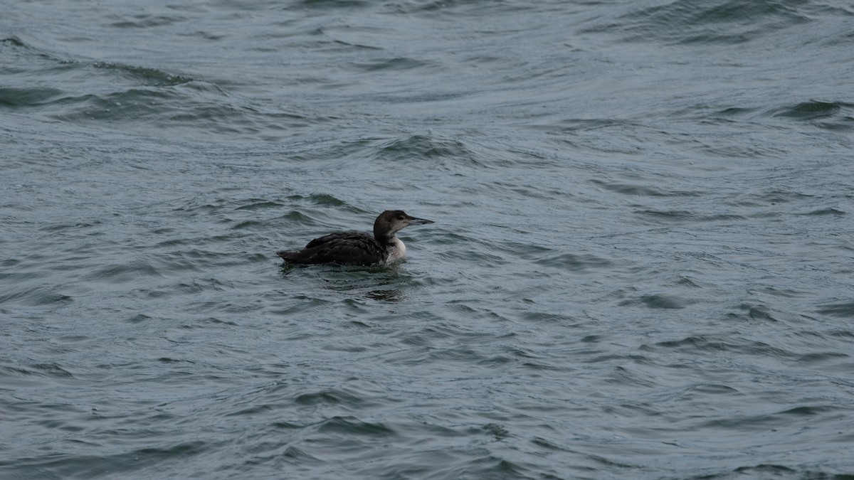 Common Loon - ML634051307
