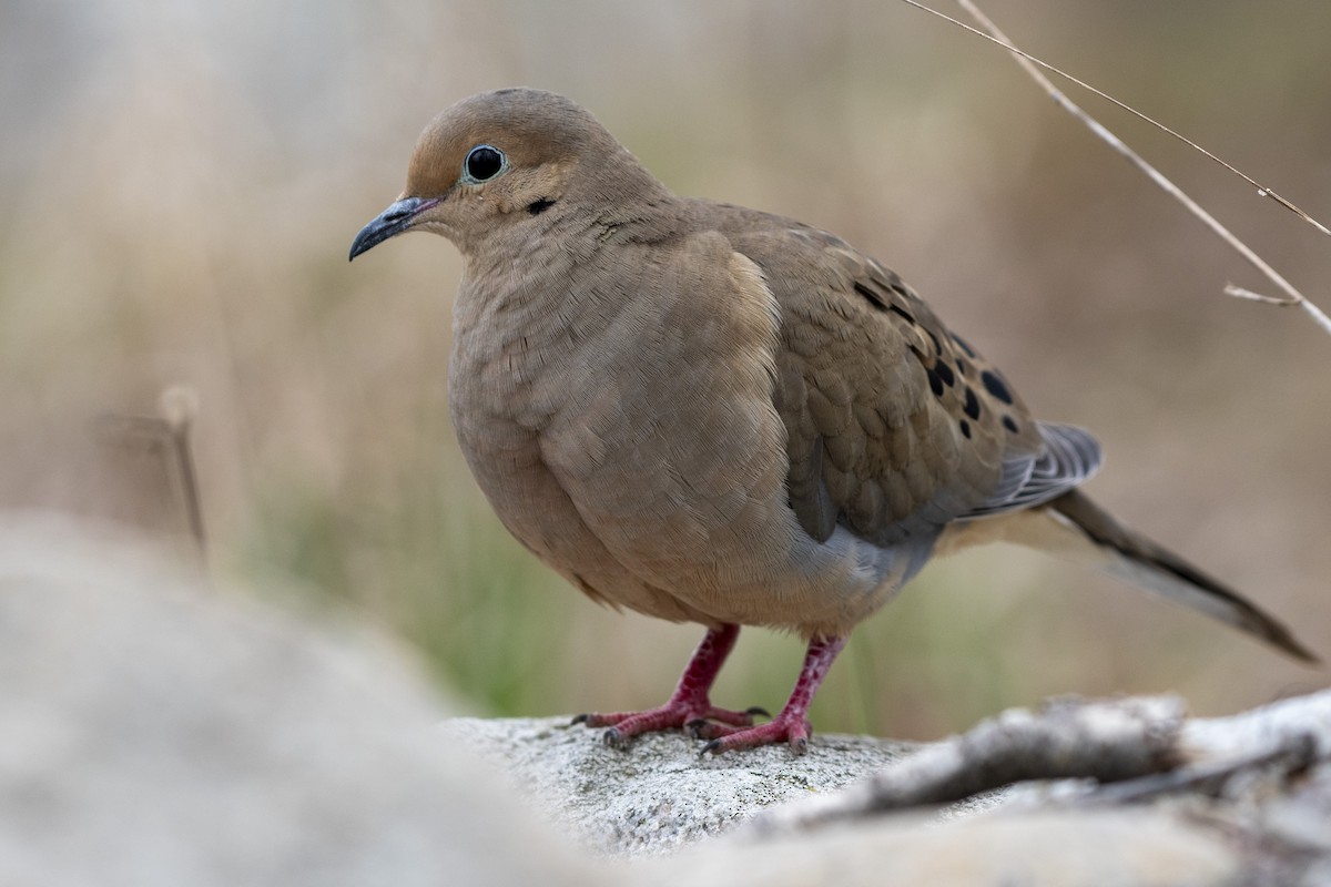 Mourning Dove - Adan Ramirez