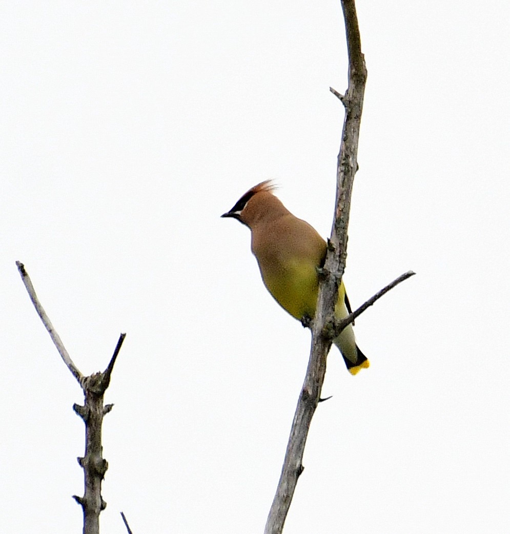 Cedar Waxwing - ML634051563