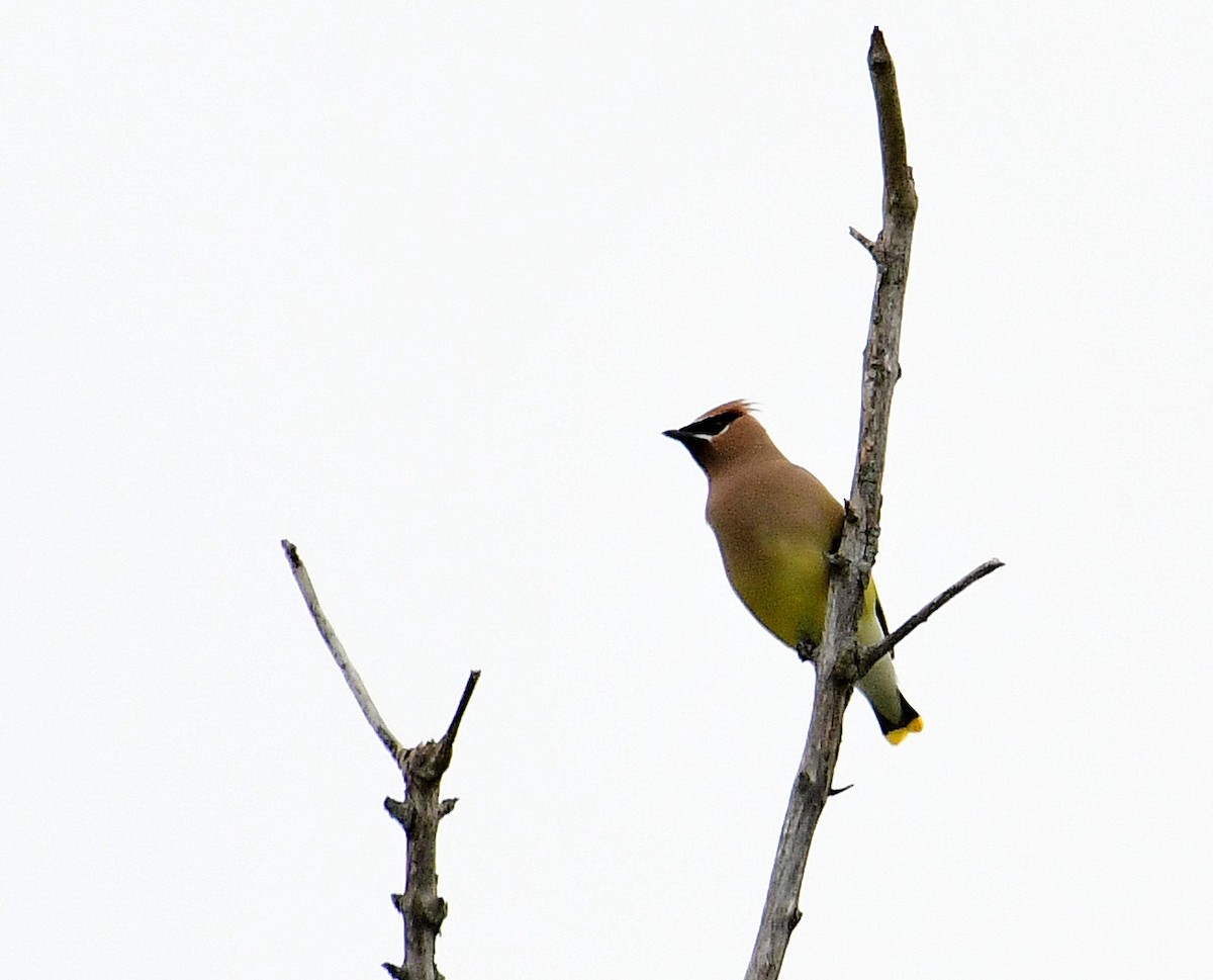 Cedar Waxwing - ML634051564
