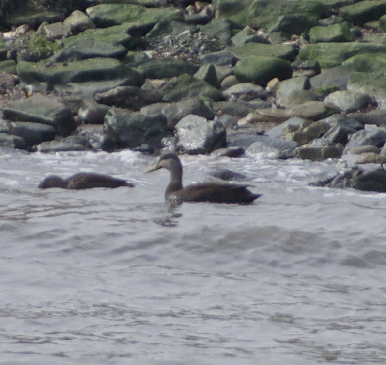 American Black Duck - ML634051792