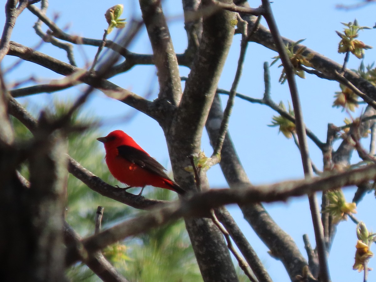 Scarlet Tanager - ML634051891