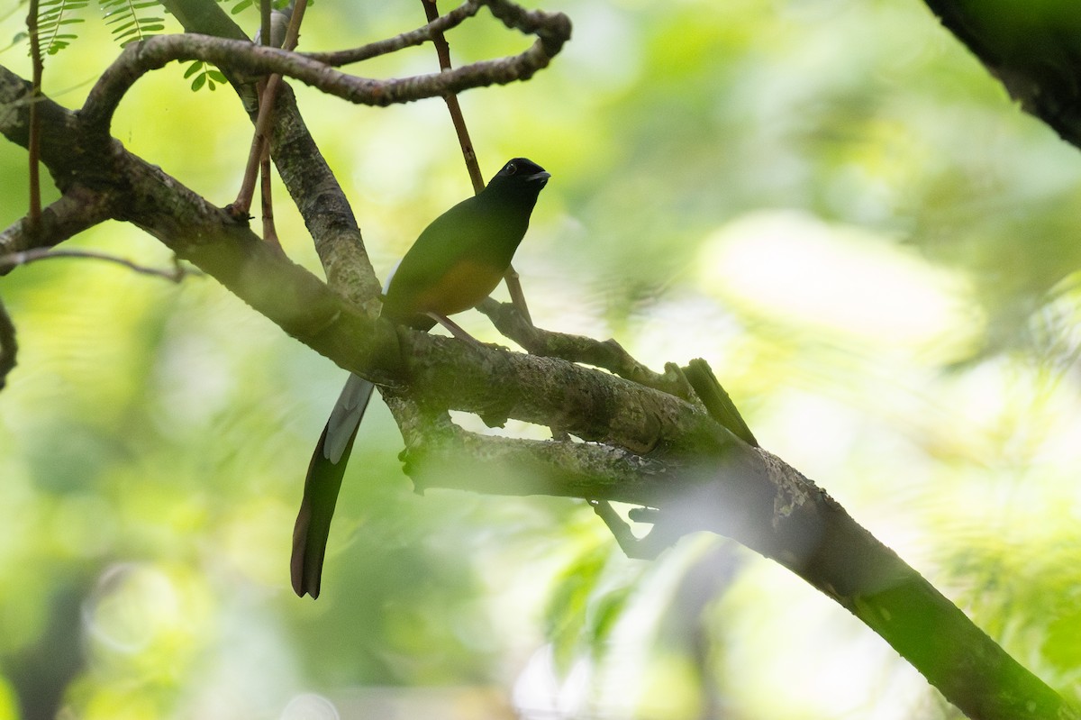 Sri Lankan Shama - ML634051952