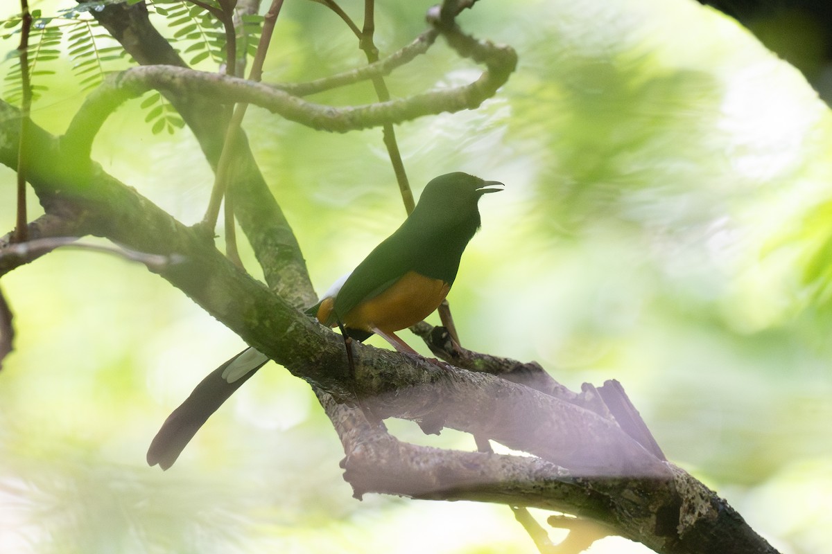 Sri Lankan Shama - ML634051953