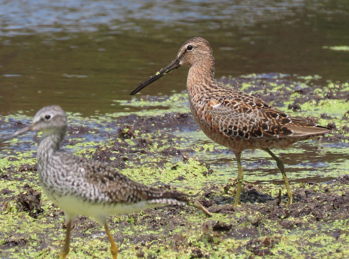 Short-billed Dowitcher - ML634051983